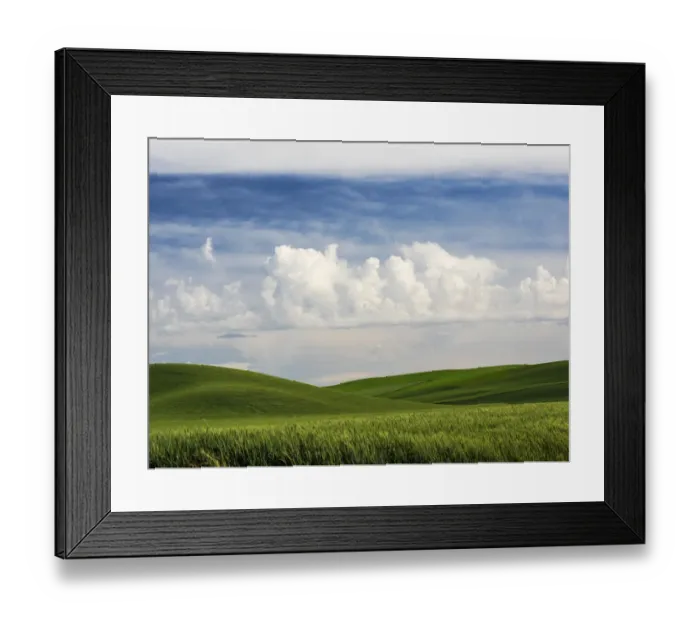 Framed Print : USA, Washington State. Spring fields of wheat, peas and barley