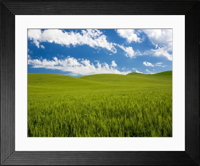 Framed Print : USA, Washington State. Spring fields of wheat, peas and barley Framed Print : USA, Washington State. Spring fields of wheat, peas and barley