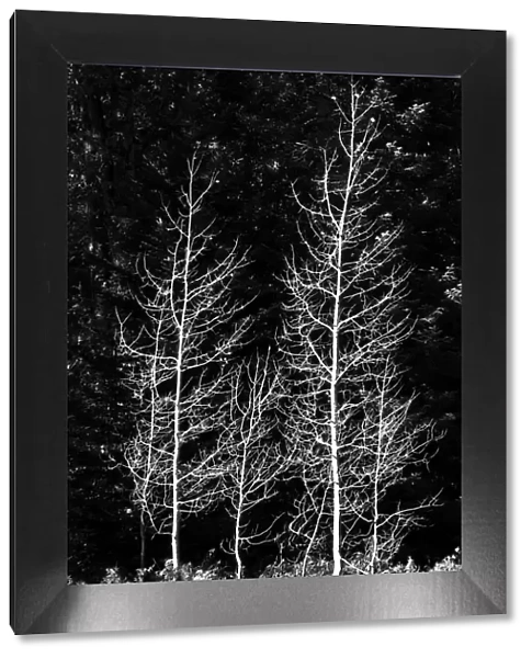 Denuded aspens, Wenatchee National Forest, White River Area, Washington State, USA
