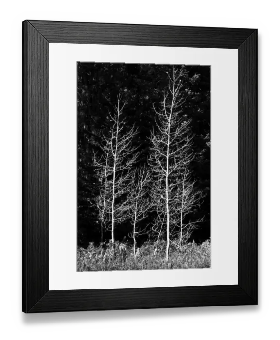 Framed Print : Denuded aspens, Wenatchee National Forest, White River Area, Washington State, USA Framed Print : Denuded aspens, Wenatchee National Forest, White River Area, Washington State, USA