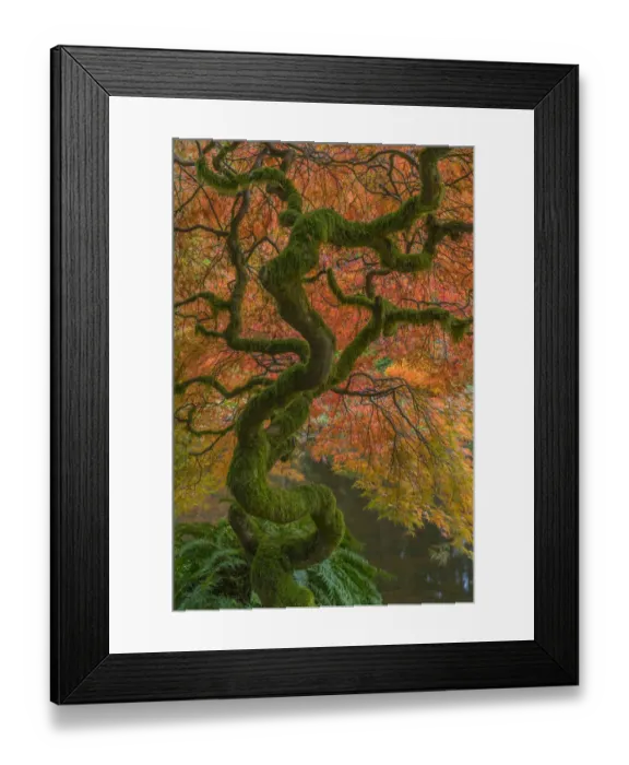 Framed Print : USA, Washington State, Bainbridge Island. Japanese maple tree in fall. Credit as Framed Print : USA, Washington State, Bainbridge Island. Japanese maple tree in fall. Credit as