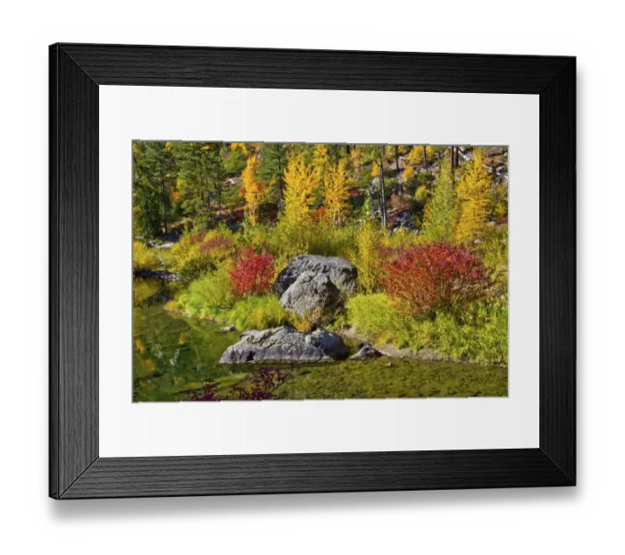 Framed Print : Autumn color, Tumwater Canyon, Wenatchee National Forest, Washington State, USA Framed Print : Autumn color, Tumwater Canyon, Wenatchee National Forest, Washington State, USA