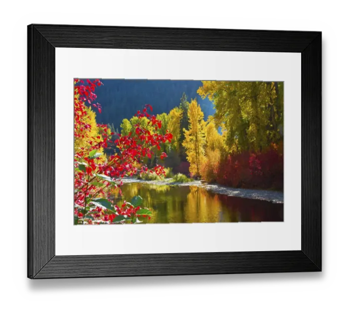 Framed Print : Autumn foliage, Nason Creek Area, Wenatchee National Forest, Washington State, USA
