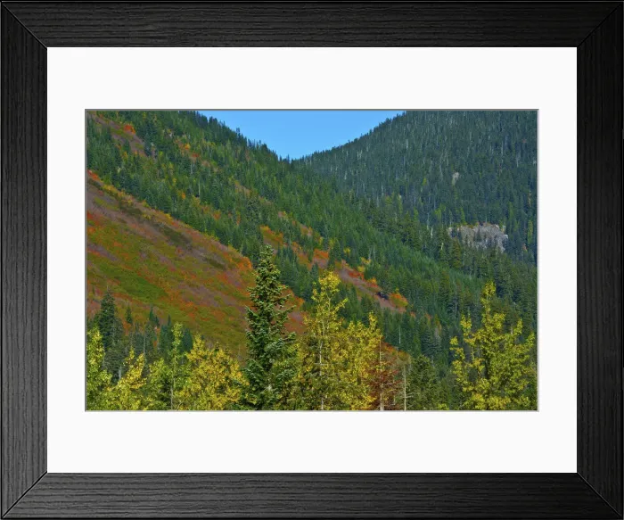 Framed Print : Fall foliage, Stevens Pass, Wenatchee National Forest, Washington State, USA Framed Print : Fall foliage, Stevens Pass, Wenatchee National Forest, Washington State, USA