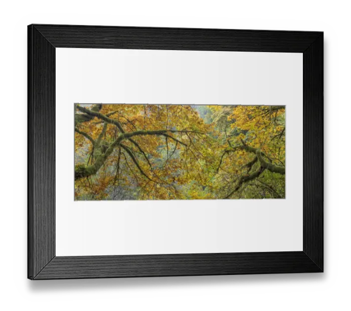 Framed Print : USA, Washington State, Seabeck. Bigleaf maple trees panoramic composite. Credit as Framed Print : USA, Washington State, Seabeck. Bigleaf maple trees panoramic composite. Credit as