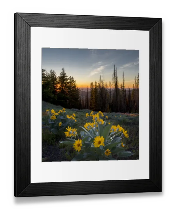 Framed Print : USA, Washington State. Arrowleaf Balsamroot (Balsamorhiza sagittata) at sunrise in Framed Print : USA, Washington State. Arrowleaf Balsamroot (Balsamorhiza sagittata) at sunrise in