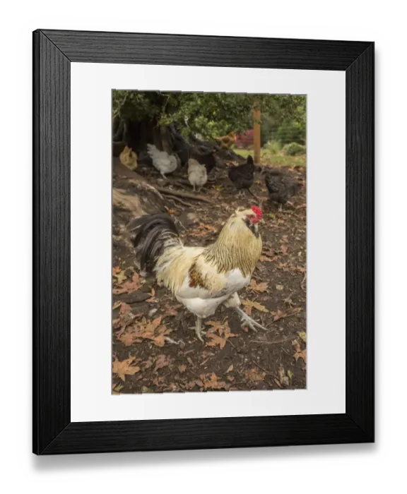Framed Print : Issaquah, Washington State, USA. Free-ranging Ameraucana rooster. (PR) Framed Print : Issaquah, Washington State, USA. Free-ranging Ameraucana rooster. (PR)