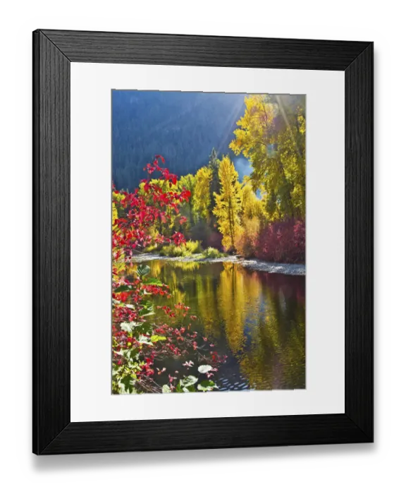 Framed Print : Autumn foliage, Nason Creek Area, Wenatchee National Forest, Washington State, USA Framed Print : Autumn foliage, Nason Creek Area, Wenatchee National Forest, Washington State, USA
