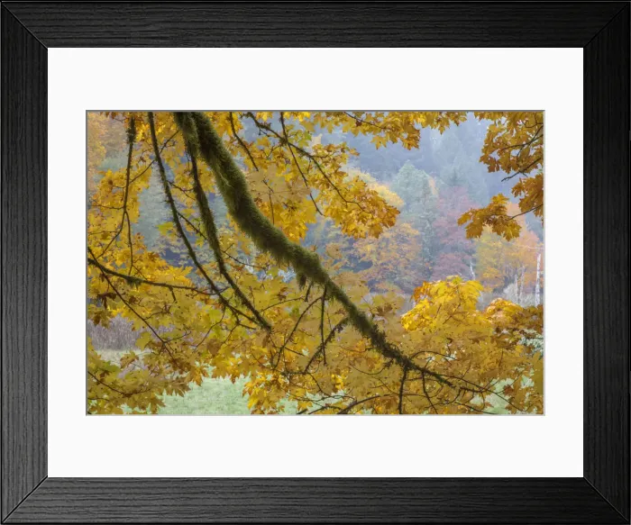 Framed Print : USA, Washington State, Seabeck. Bigleaf maple trees in Guillemot Cove Nature Preserve