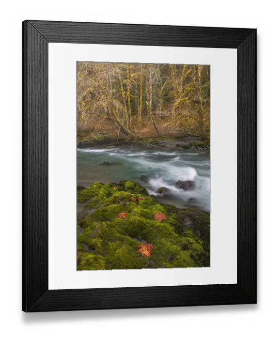 Framed Print : USA, Washington State, Olympic National Forest. Bigleaf maple leaves on moss-covered river bank Framed Print : USA, Washington State, Olympic National Forest. Bigleaf maple leaves on moss-covered river bank