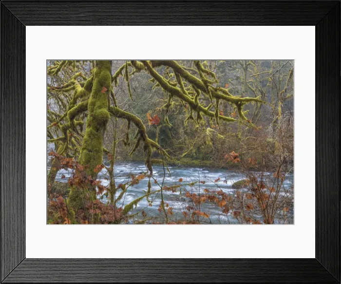 Framed Print : USA, Washington State, Olympic National Forest. River and moss-covered trees. Credit as Framed Print : USA, Washington State, Olympic National Forest. River and moss-covered trees. Credit as
