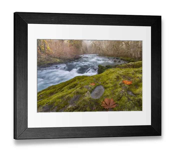 Framed Print : USA, Washington State, Olympic National Forest. Bigleaf maple leaves on moss-covered river bank Framed Print : USA, Washington State, Olympic National Forest. Bigleaf maple leaves on moss-covered river bank