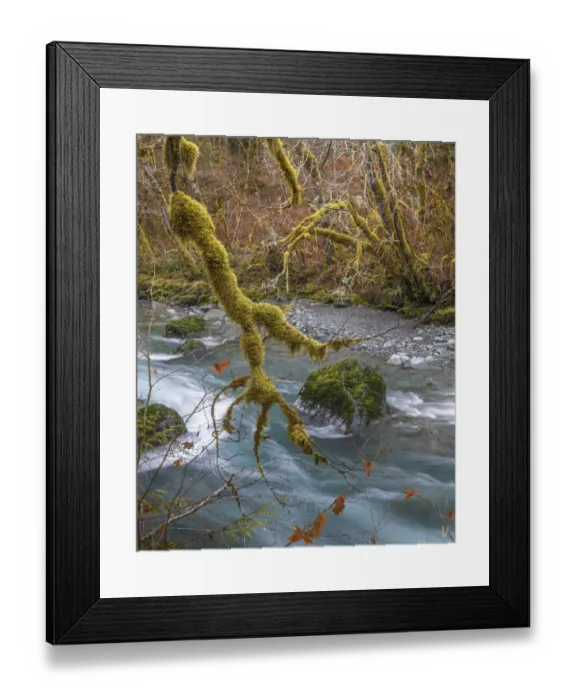 Framed Print : USA, Washington State, Olympic National Forest. River and moss-covered trees. Credit as