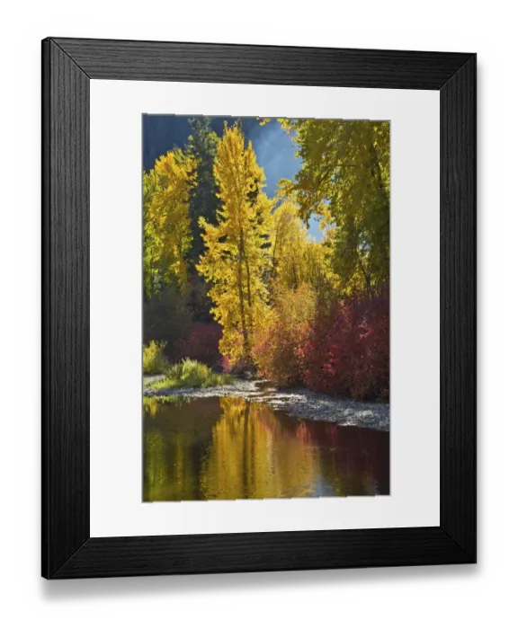 Framed Print : Autumn foliage, Nason Creek Area, Wenatchee National Forest, Washington State, USA Framed Print : Autumn foliage, Nason Creek Area, Wenatchee National Forest, Washington State, USA