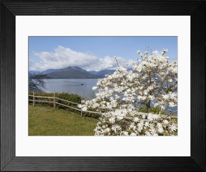 Framed Print : USA, Washington State, Scenic Beach State Park. Magnolia tree flowers and Hood Canal Framed Print : USA, Washington State, Scenic Beach State Park. Magnolia tree flowers and Hood Canal