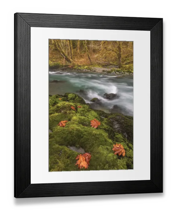 Framed Print : USA, Washington State, Olympic National Forest. Bigleaf maple leaves on moss-covered river bank Framed Print : USA, Washington State, Olympic National Forest. Bigleaf maple leaves on moss-covered river bank