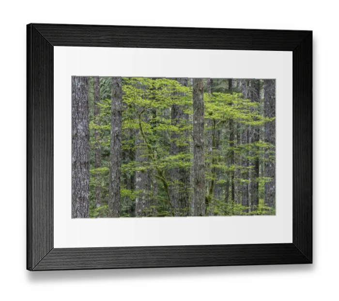 Framed Print : USA, Washington State, Gifford Pinchot National Forest. Forest scenic. Credit as Framed Print : USA, Washington State, Gifford Pinchot National Forest. Forest scenic. Credit as