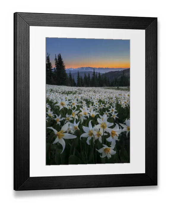 Framed Print : USA, Washington State. Field of Avalanche Lily (Erythronium montanum) in subalpine Framed Print : USA, Washington State. Field of Avalanche Lily (Erythronium montanum) in subalpine