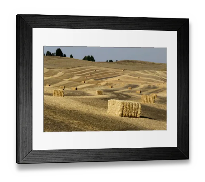 Framed Print : USA, Washington State, Palouse. Bales of straw in field