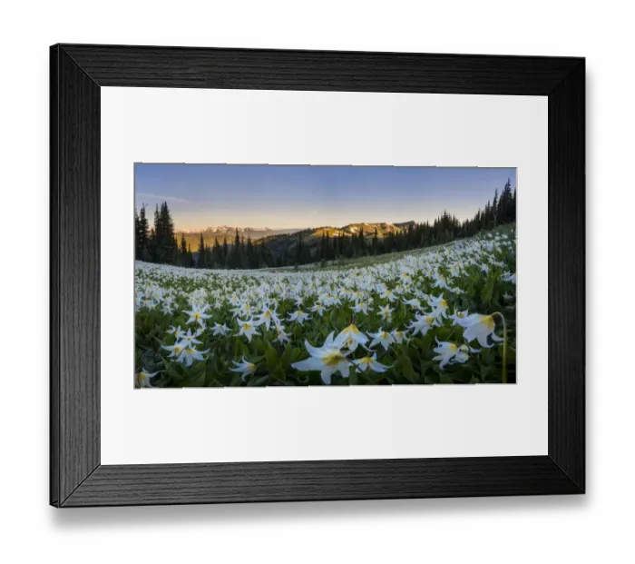 Framed Print : USA, Washington State. Panorama of Avalanche Lily at dawn in a subalpine meadow Framed Print : USA, Washington State. Panorama of Avalanche Lily at dawn in a subalpine meadow