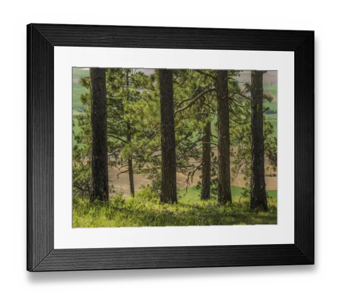 Framed Print : USA, Washington State, Kamiak Butte County Park. Ponderosa pine trees. Credit as