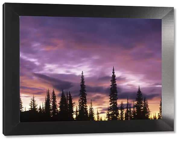 USA, Washington, Mt. Rainier National Park. Sunset with clouds and forest silhouette