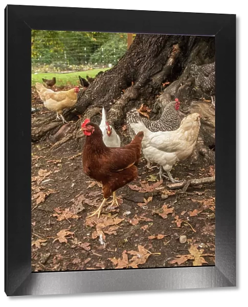 Issaquah, Washington State, USA. Free-ranging chickens underneath a large tree