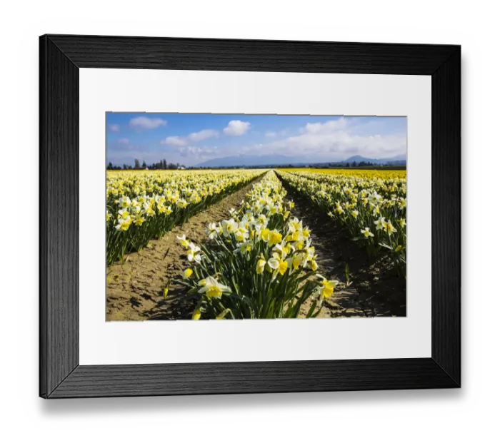 Framed Print : Mount Vernon, Washington State. Daffodil field Skagit Valley and the Cascades Framed Print : Mount Vernon, Washington State. Daffodil field Skagit Valley and the Cascades