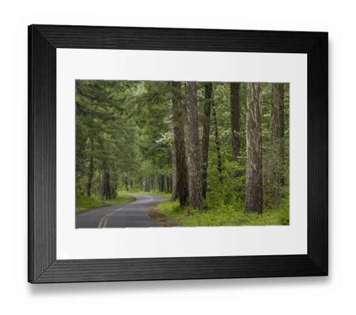 Framed Print : USA, Washington State, Gifford Pinchot National Forest. Road through forest. Credit as Framed Print : USA, Washington State, Gifford Pinchot National Forest. Road through forest. Credit as