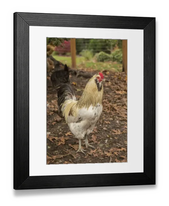 Framed Print : Issaquah, Washington State, USA. Free-ranging Ameraucana rooster. (PR) Framed Print : Issaquah, Washington State, USA. Free-ranging Ameraucana rooster. (PR)
