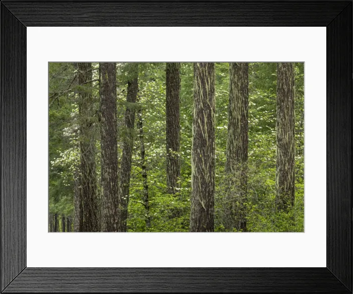 Framed Print : USA, Washington State, Gifford Pinchot National Forest. Douglas fir and Pacific dogwood