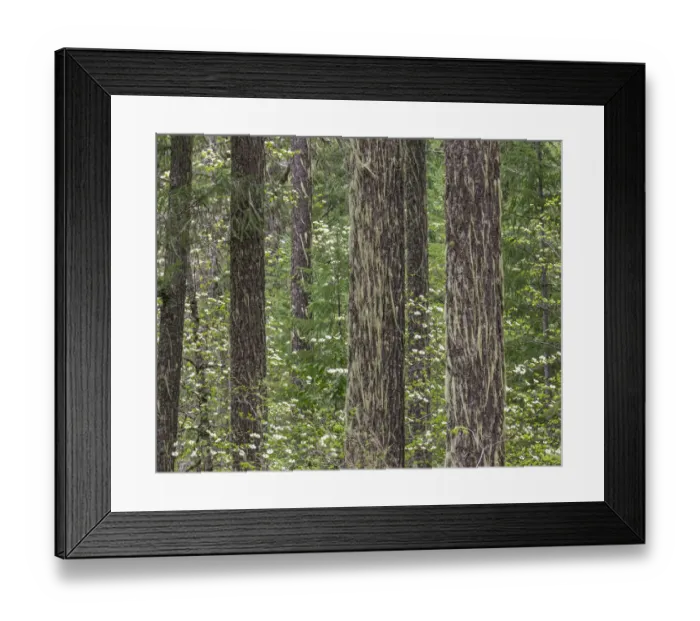 Framed Print : USA, Washington State, Gifford Pinchot National Forest. Douglas fir and Pacific dogwood Framed Print : USA, Washington State, Gifford Pinchot National Forest. Douglas fir and Pacific dogwood