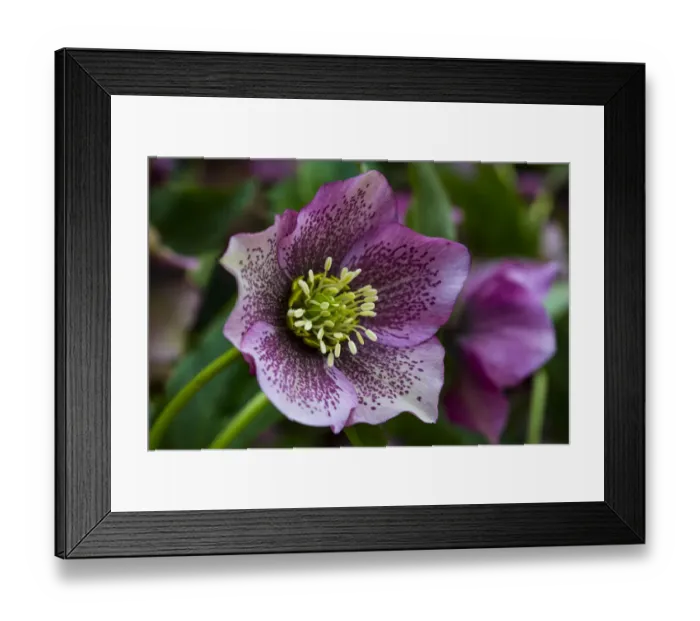 Framed Print : Silverdale, Washington State. Purple Hellebore flower perennials Framed Print : Silverdale, Washington State. Purple Hellebore flower perennials