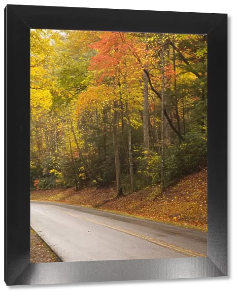 USA, Tennesse. Fall foliage along road to Cades Cove