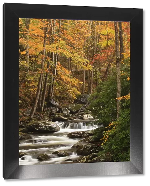 USA, Tennesse. Fall foliage along a stream in the Smoky Mountains