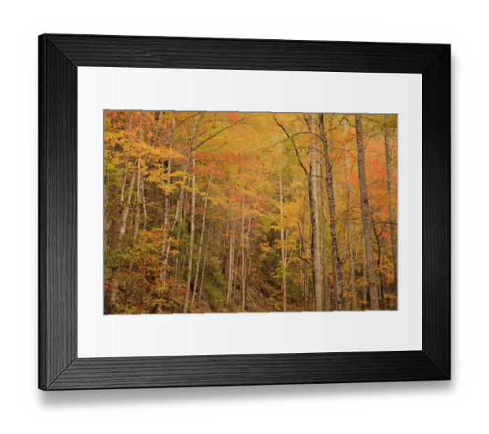 Framed Print : USA, Tennessee. Fall foliage along the Little River in the Smoky Mountains Framed Print : USA, Tennessee. Fall foliage along the Little River in the Smoky Mountains