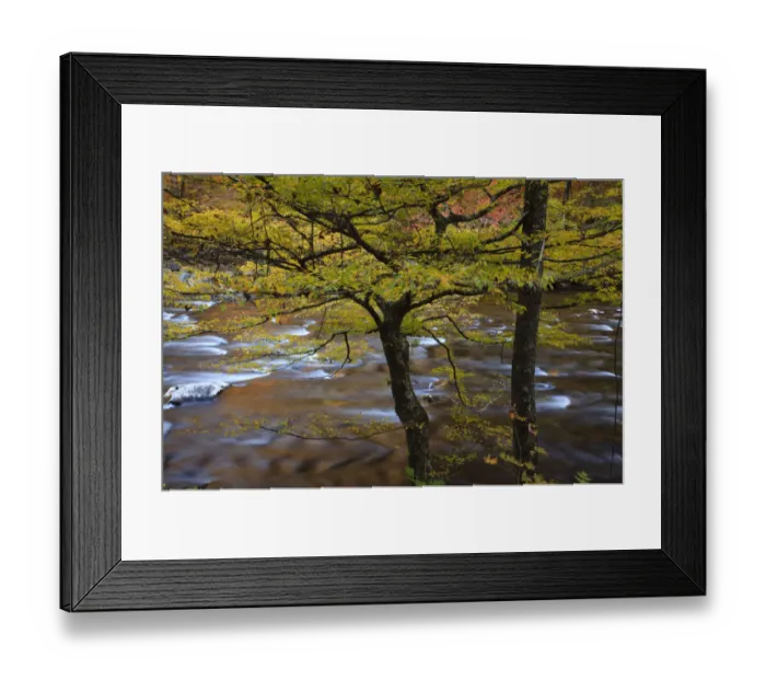 Framed Print : USA, Tennessee. Trees along the Little River in the Smoky Mountains