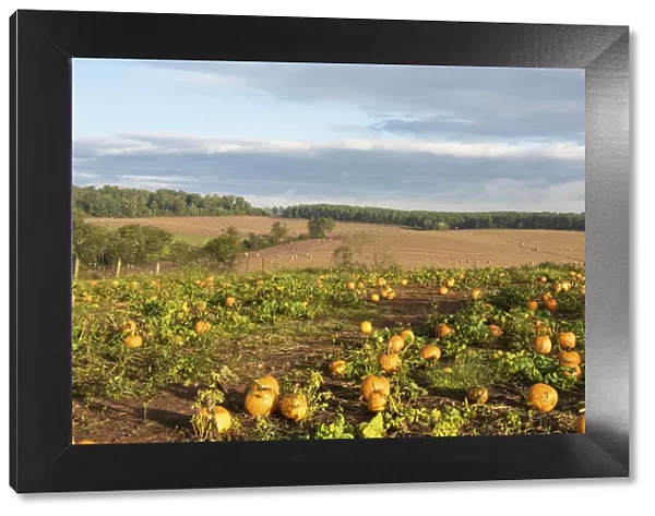 USA, Tennessee. Pumpkin patch and agricultural fields wiyh hay bales in morning light