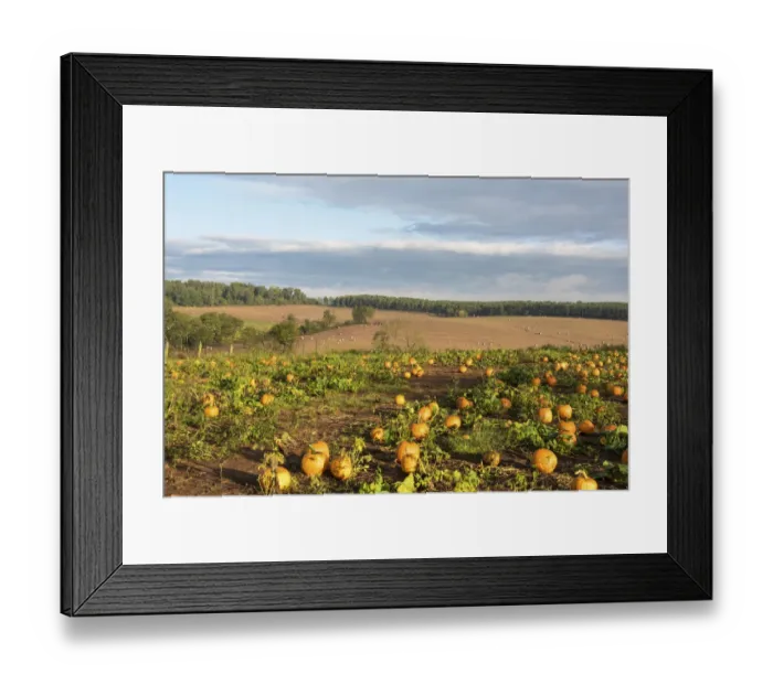 Framed Print : USA, Tennessee. Pumpkin patch and agricultural fields wiyh hay bales in morning light Framed Print : USA, Tennessee. Pumpkin patch and agricultural fields wiyh hay bales in morning light
