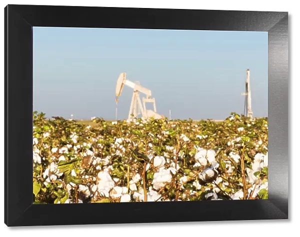 USA, Texas. Martin County, Pumpjack on cotton field