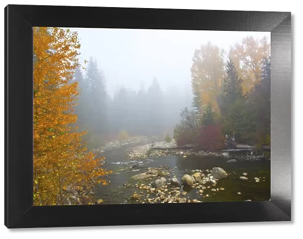 Autumn, Nason Creek in fog, Wenatchee National Forest, Washington State, USA