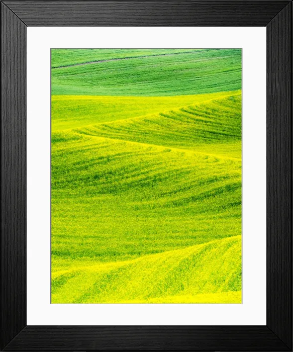 Framed Print : USA, Washington State, Palouse Region. Patterns in Spring Canola field