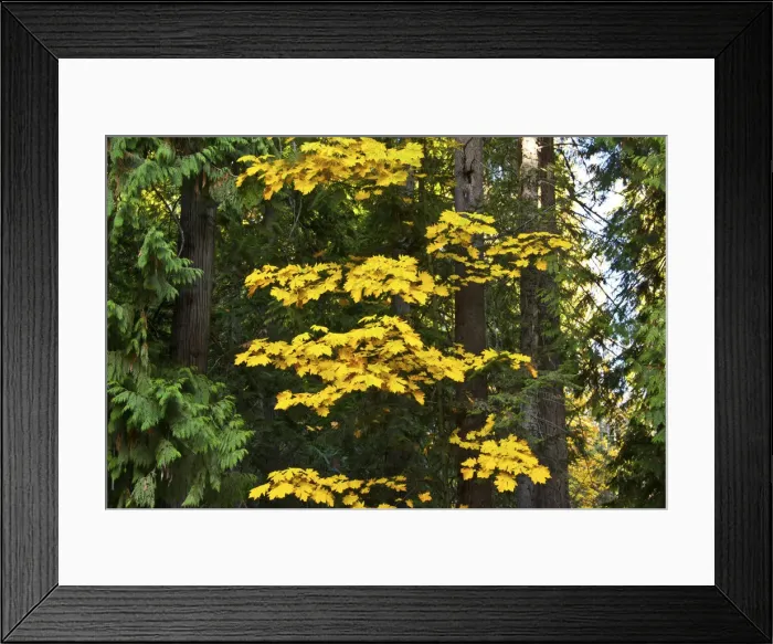 Framed Print : Autumn foliage, Lake Wenatchee Area, Wenatchee National Forest, Washington State, USA