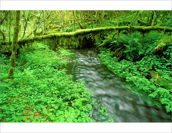 Taft Creek and lush groundcover in the Hoh Rain Forest, Olympic National Park, Washington State