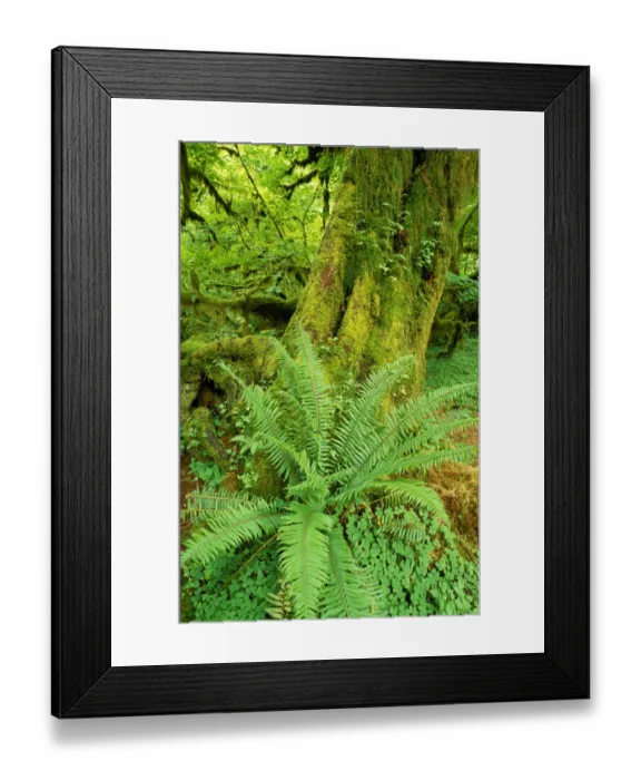 Framed Print : Sword fern and moss covered old growth in the Hoh Rain Forest, Olympic National Park Framed Print : Sword fern and moss covered old growth in the Hoh Rain Forest, Olympic National Park
