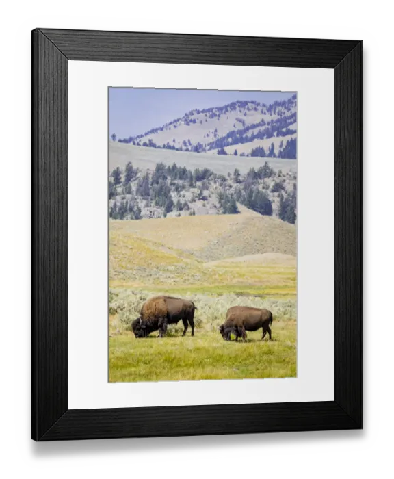 Framed Print : USA, Wyoming, Yellowstone National Park. Two buffalos in grassy field. Credit as Framed Print : USA, Wyoming, Yellowstone National Park. Two buffalos in grassy field. Credit as