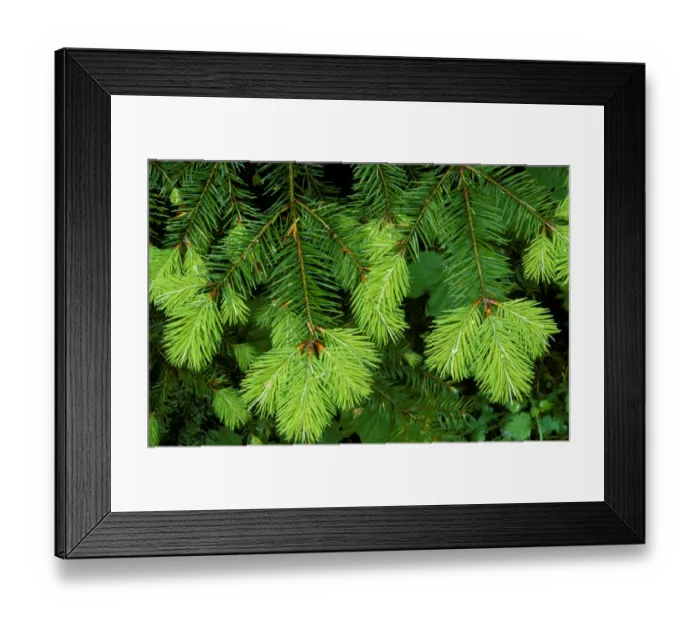 Framed Print : New spring growth on an evergreen branch, Olympic National Park, Washington State, USA