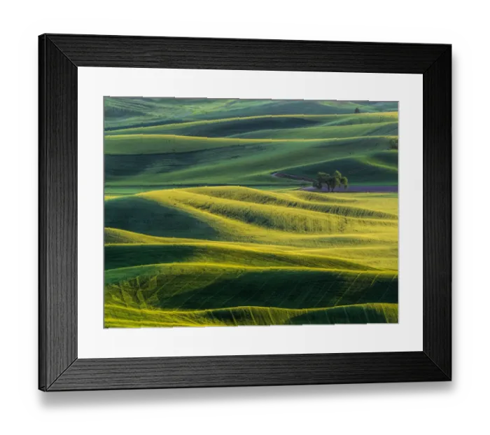 Framed Print : Lone tree in fields of wheat, peas and barley Framed Print : Lone tree in fields of wheat, peas and barley