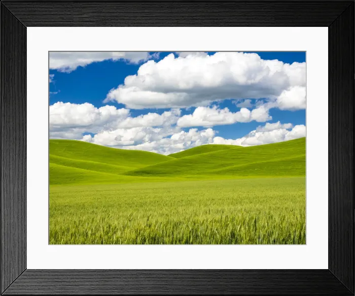 Framed Print : USA, Washington State, Palouse Region. Spring wheat field with Puffy clouds Framed Print : USA, Washington State, Palouse Region. Spring wheat field with Puffy clouds