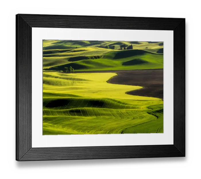 Framed Print : Spring fields of wheat, peas and barley